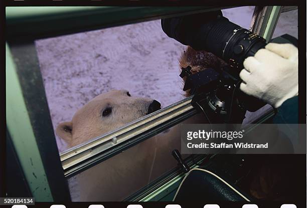 polar bear looking into a tundra buggy - tundra buggy stock pictures, royalty-free photos & images