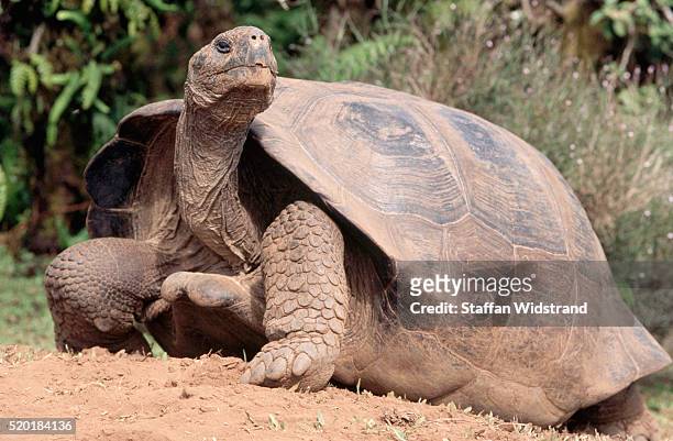 galapagos tortoise - îles galapagos photos et images de collection
