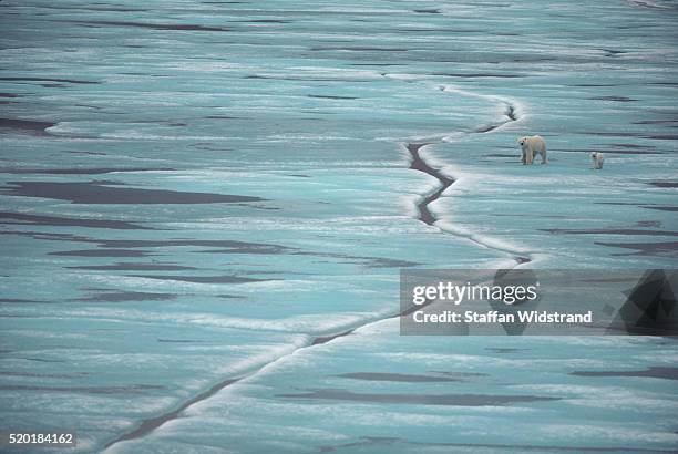 polar bear mother and cub - northwest territories stock pictures, royalty-free photos & images