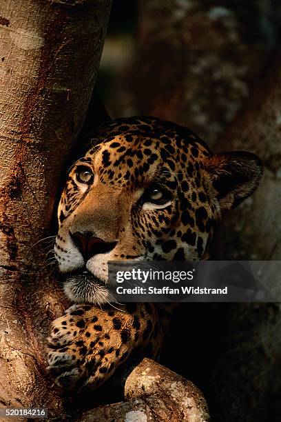 jaguar resting in a tree - pantanal stockfoto's en -beelden