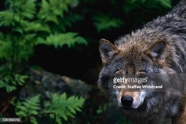 alert grey wolf hunting - lobo fotografías e imágenes de stock