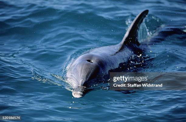 bottlenosed dolphin in sorrento bay - dolphin and its blowhole stock pictures, royalty-free photos & images