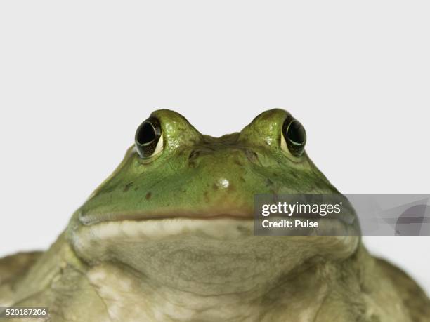 frog. - froschkönig stock-fotos und bilder