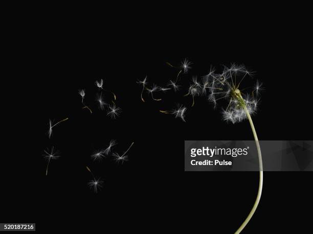 dandelion. - dandelion blowing stock pictures, royalty-free photos & images