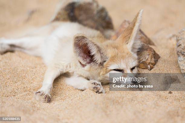 fennec fox - fennec fox stock pictures, royalty-free photos & images