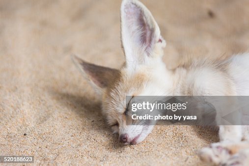 Fennec Fox Fennec Fox