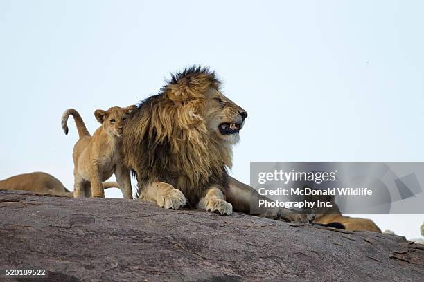 lion family - pride of lions stock pictures, royalty-free photos & images