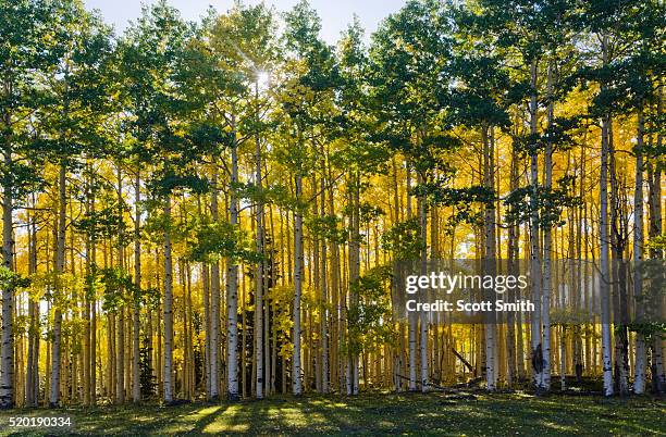 aspen trees in autumn - aspen trees stock pictures, royalty-free photos & images