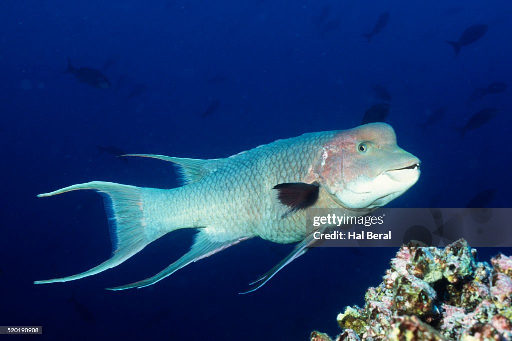 Streamer Hogfish suprmale