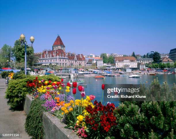 tulips lining lake geneva - lausanne stock pictures, royalty-free photos & images