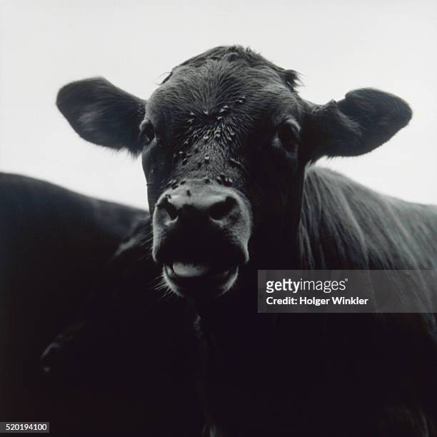 black calf with flies on its head - mosca de la carne fotografías e imágenes de stock