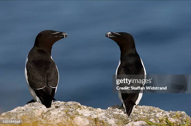Blå Raserbil 941 Razorbill Razorbills Stock Photos, High-Res Pictures, and Images ...