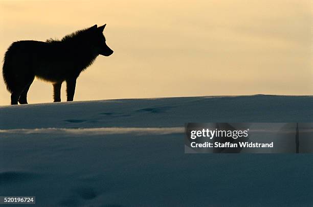 gray wolf - wild dog stock pictures, royalty-free photos & images