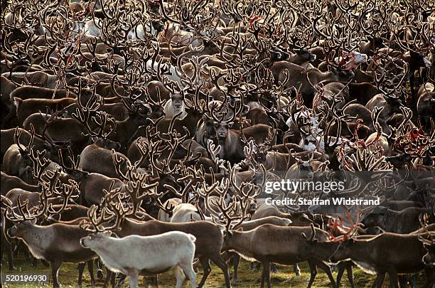 caribou herd - herd stock pictures, royalty-free photos & images