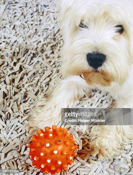 westhighland terrier with toy - west highland white terrier stock-fotos und bilder