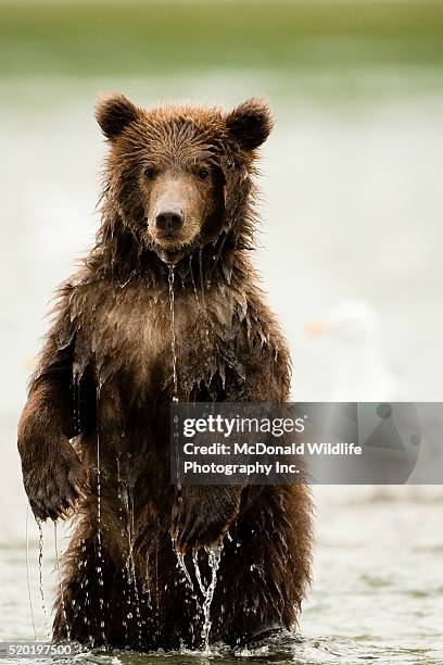 grizzly bear standing upright in river in katmai national park - bear standing stock-fotos und bilder