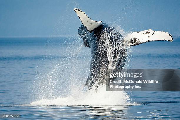 Breaching 898 Breaching Whales Stock Photos, High-Res Pictures, and Images ...