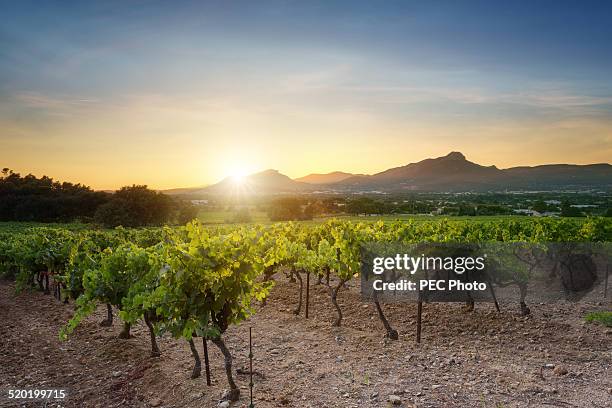 vineyard - sunset vineyard stockfoto's en -beelden