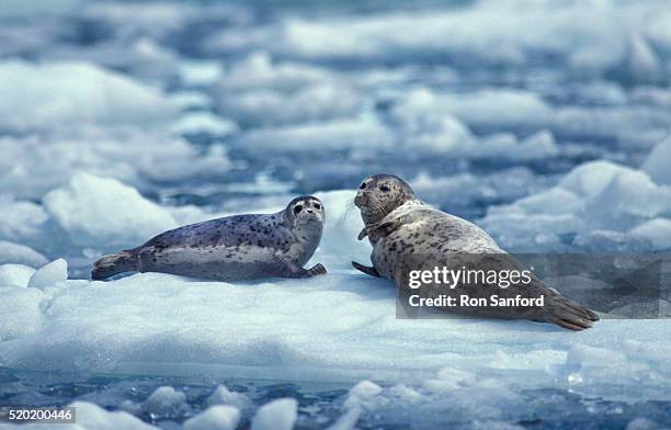 harbor seals on ice - knubbsäl bildbanksfoton och bilder