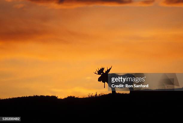 bull moose silhouetted against the setting sun - alce fotografías e imágenes de stock