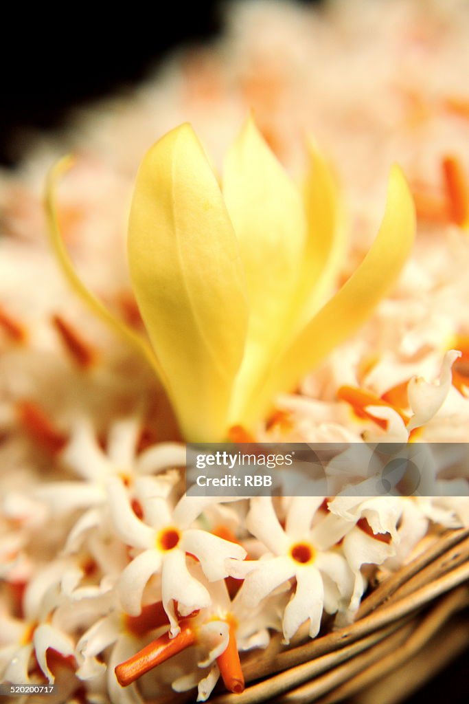 Sonchafa In Parijaat Flowers High-Res Stock Photo - Getty Images