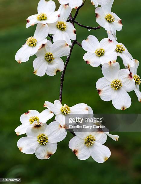 dogwood flower - dogwood blossom 個照片及圖片檔