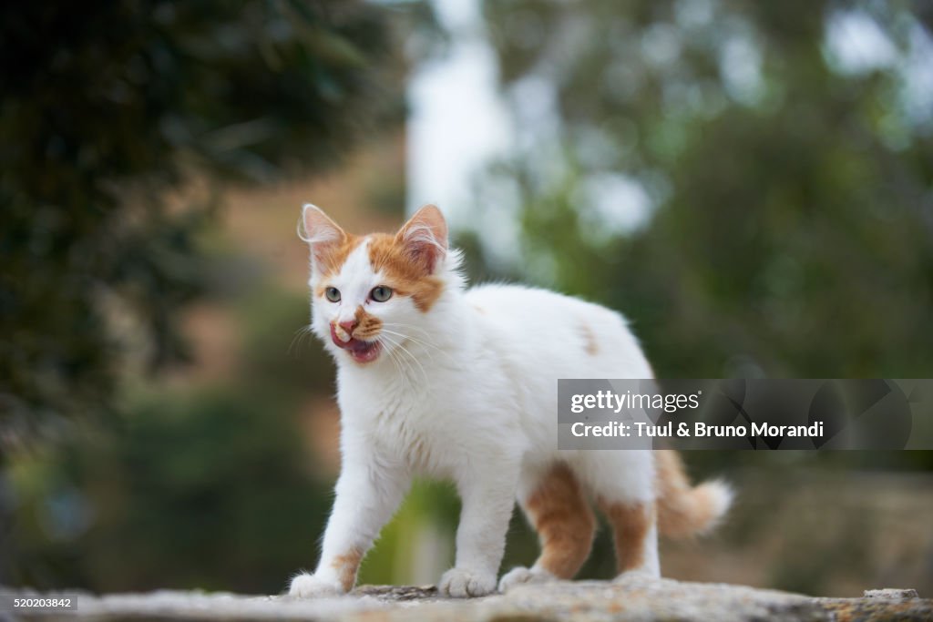 Street cat, Cyclades islands, Greece