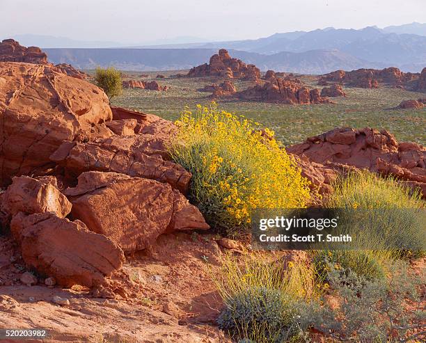 brittlebush and sandstone - valley of fire state park stock pictures, royalty-free photos & images