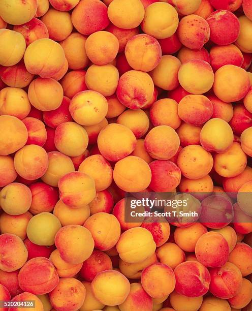 apricots - albaricoque fotografías e imágenes de stock