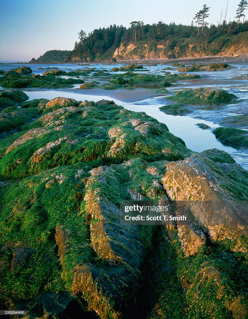 Low Tide Near Cape Alava