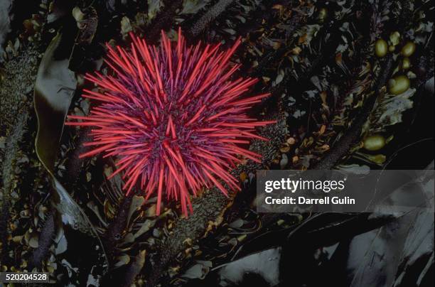 red sea urchin and kelp - sea urchin stock pictures, royalty-free photos & images