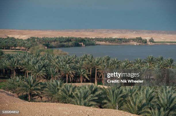 Palm Trees Along the Euphrates River