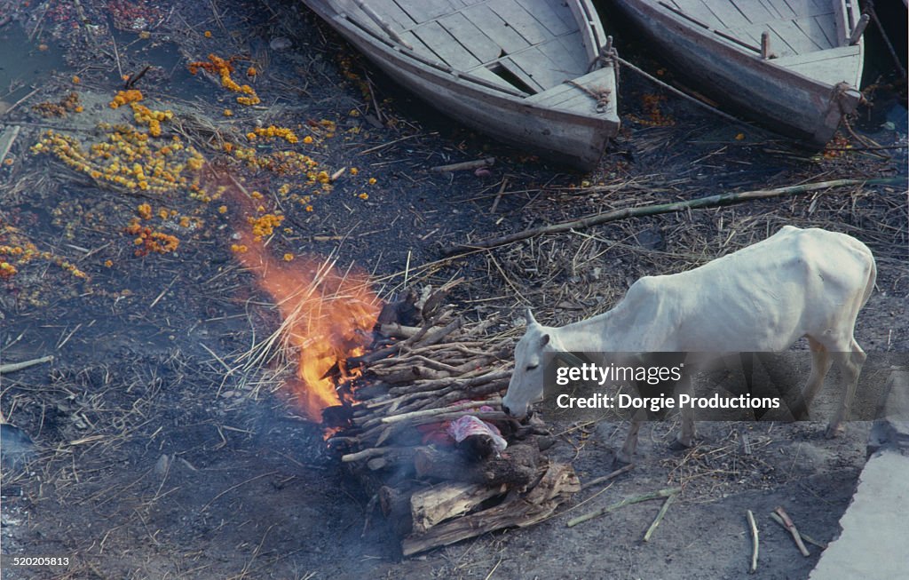 Cow forages from a dead mans burning pyre