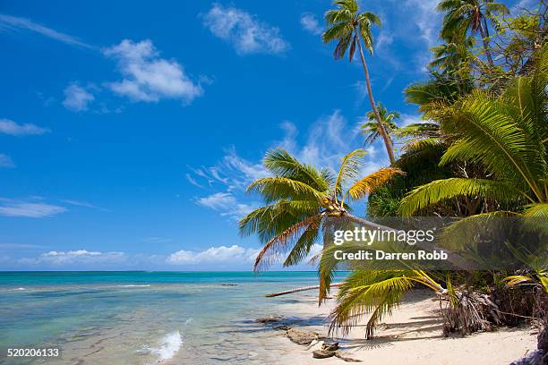 overhanging palms on empty beach, tonga - tonga stock pictures, royalty-free photos & images