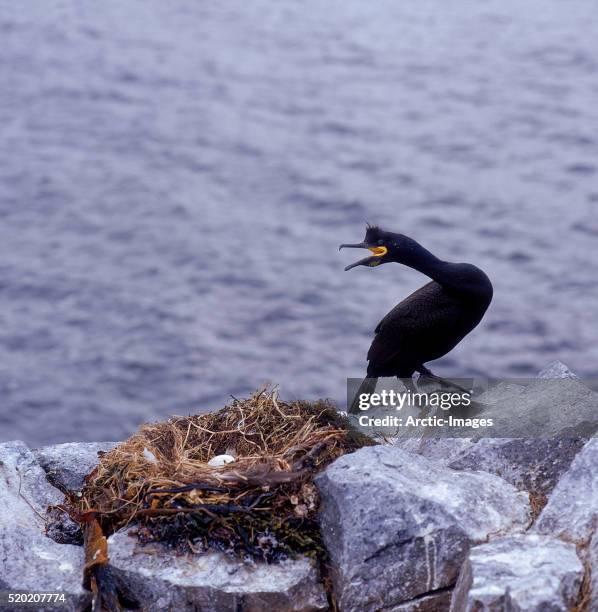900 Cormorant Nesting Stock Photos, High-Res Pictures, and Images ...