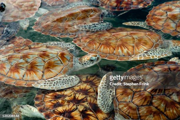juvenile green turtles in captivity - grand cayman islands foto e immagini stock