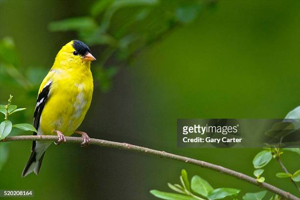 american goldfinch - finches foto e immagini stock