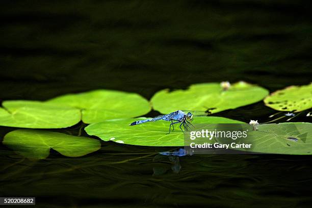 dragonfly - amerikanische-bundesstaatsgrenze stock-fotos und bilder
