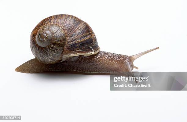 common snail - mollusk fotografías e imágenes de stock