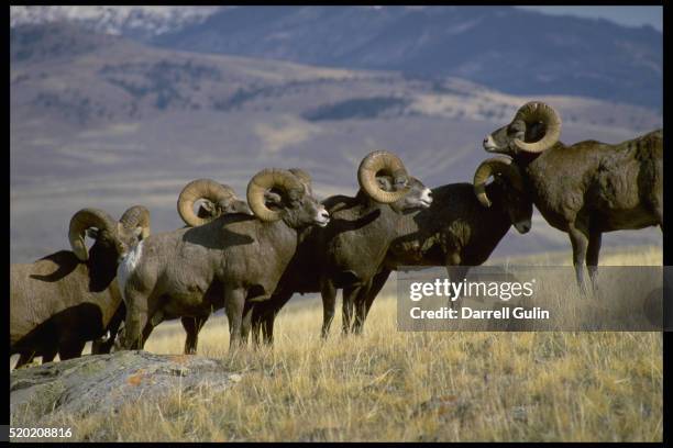 British Alpine Rams 3,955 Mountain Rams Stock Photos, High-Res Pictures, and Images - Getty ...