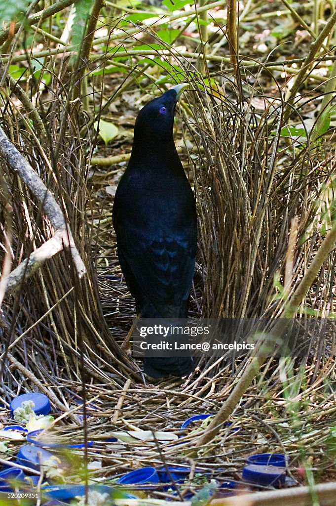 Satin Bowerbird performing.