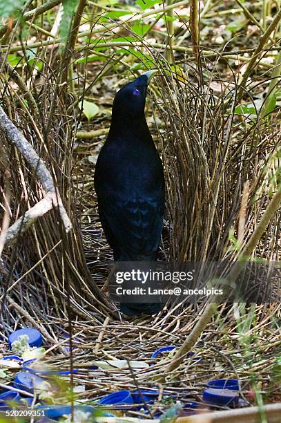 satin bowerbird performing. - satin bowerbird stock pictures, royalty-free photos & images