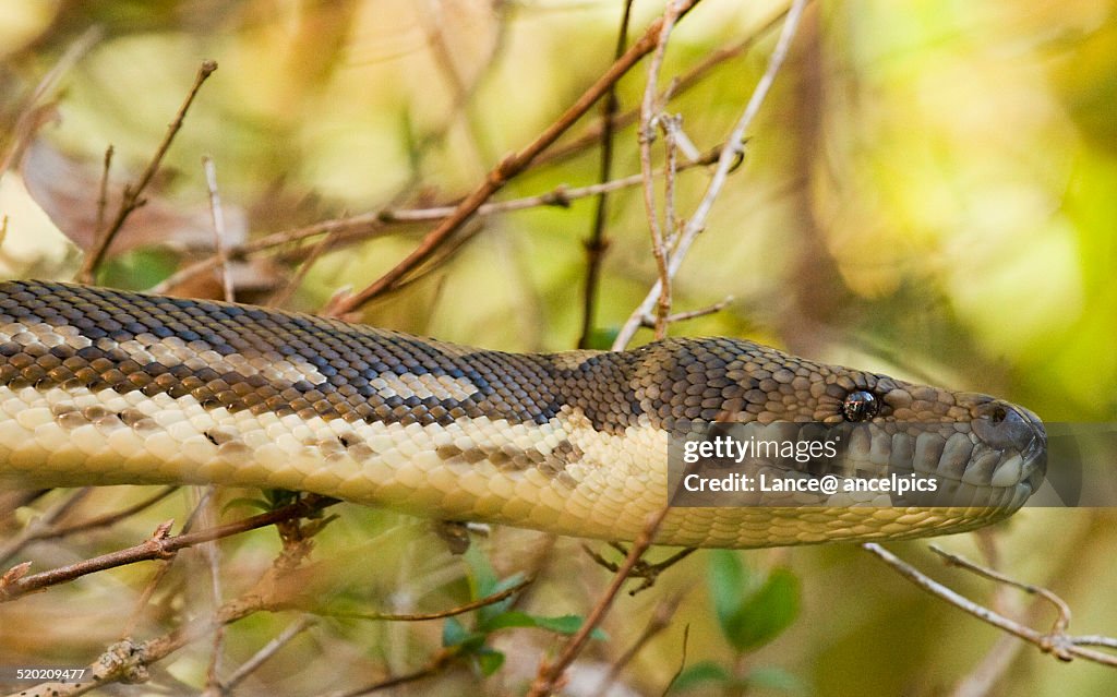 Carpet Python headshot
