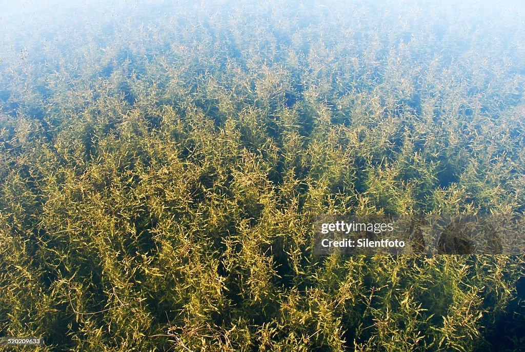 Pond forest