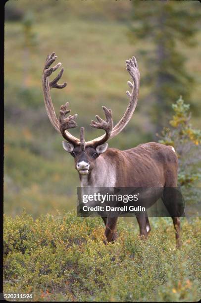 male caribou - mannetje stockfoto's en -beelden