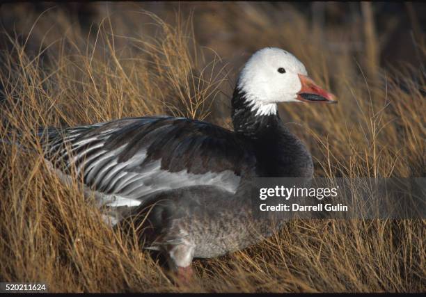 snow goose - schneegans stock-fotos und bilder