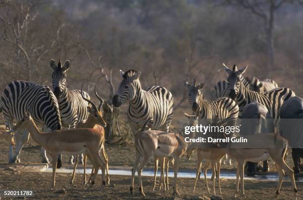 herds of zebras and impalas - impala stock-fotos und bilder