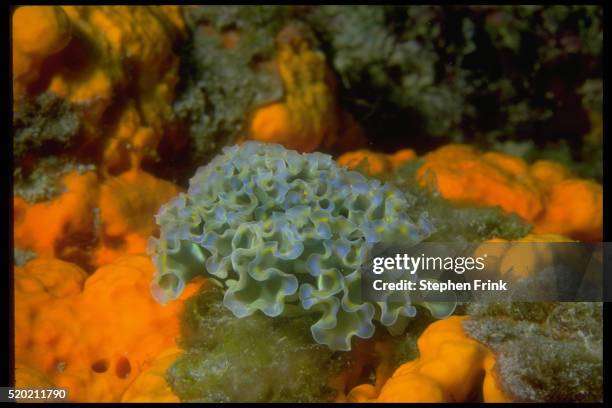 sea slug - lettuce sea slug stock pictures, royalty-free photos & images