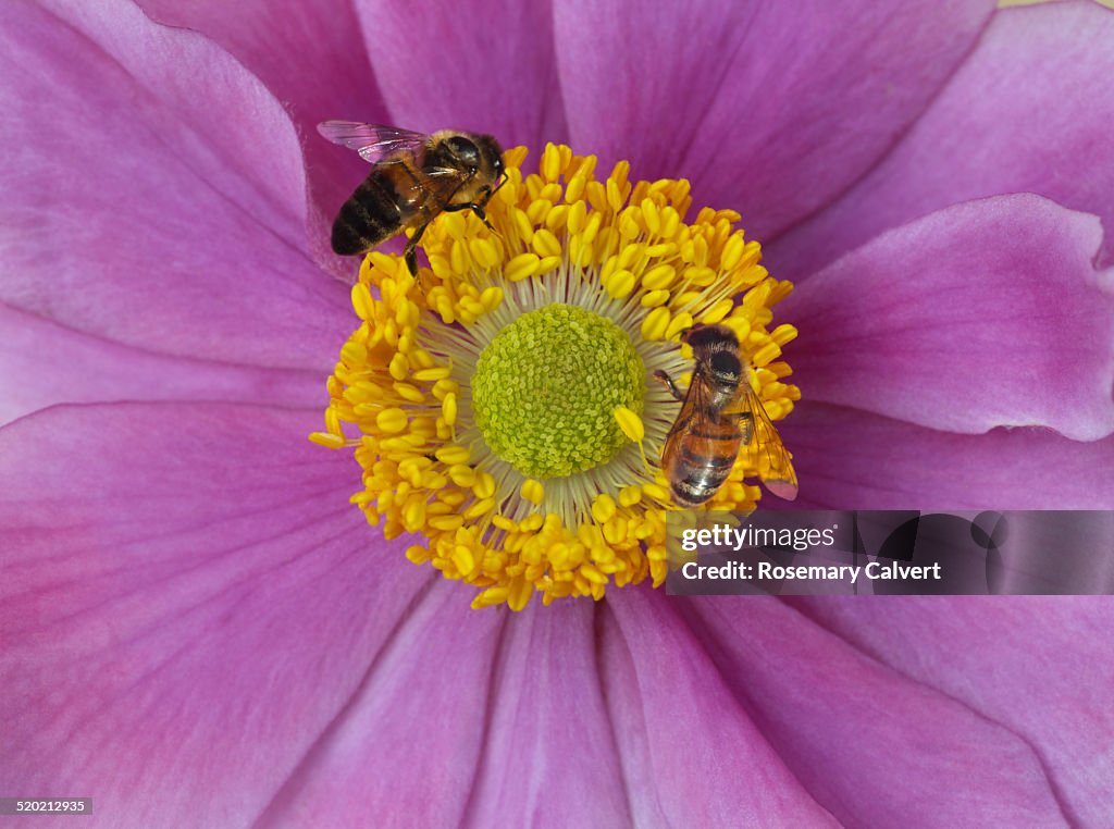 Busy honey bees on pink Japanese anemone