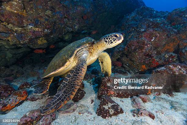 green turtle, cocos island national park, puntarenas province, costa rica - cocos island costa rica 個照片及圖片檔